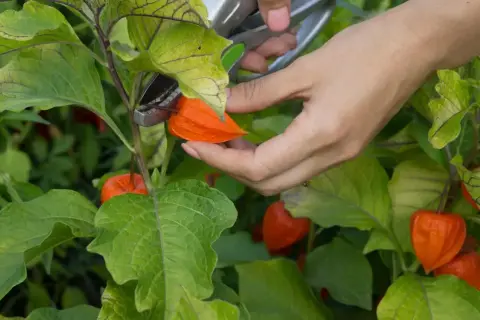 Dłoń z nożyczkami zbiera pomarańczowy physalis owoc z zielonej rośliny.