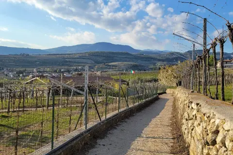 En grusväg leder genom böljande vingårdar i Valpolicella, med kullar och en liten stad i bakgrunden under en molnig himmel.