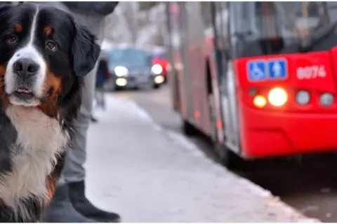 Jaki bilet dla psa w autobusie? Sprawdź zasady i ceny w miastach
