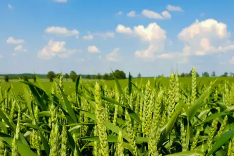 Jak wygląda zboże? Odkryj fascynujące cechy różnych gatunków