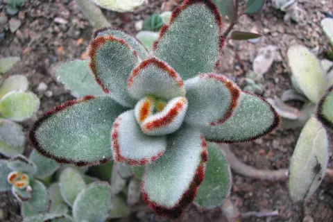 Plante succulente Kalanchoe tomentosa aux feuilles duveteuses, bordées de rouge.