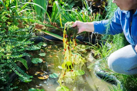 Person entfernt mit der Hand Wasserpest aus einem Teich. Kleine Fische schwimmen im Wasser.