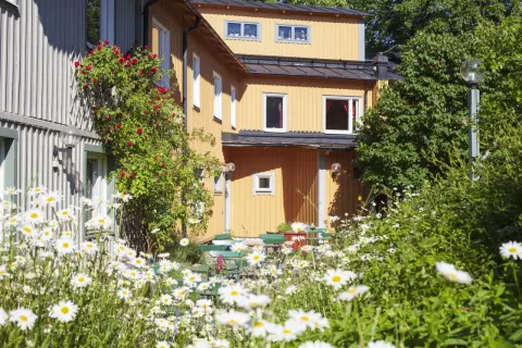 Sommar vid Zinkensdamm vandrarhem. Klätterrosor klättrar på huset, omgivet av tusentals prästkragar.
