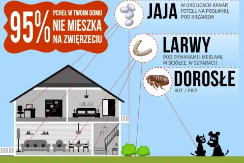 Jak rozmnażają się pchły? Zaskakujące fakty o ich cyklu życia