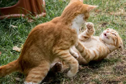 Dos gatos atigrados anaranjados juegan en el césped. Uno está tumbado boca arriba, el otro se cierne sobre él. ¡Mis gatos se pelean!