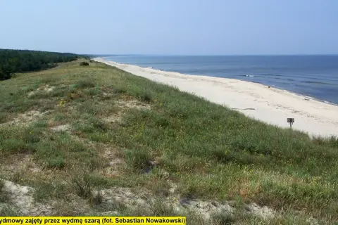 Piaski. Bezleśna wydma szara porośnięta trawami i drobnymi żółtymi kwiatami, z widokiem na spokojne morze i piaszczystą plażę.