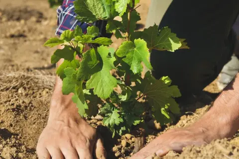 Ręce delikatnie sadzą młodą winorośl. To pierwszy krok, by dowiedzieć się, jak sadzić winogrona i cieszyć się własnym winem.