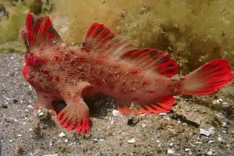 Un poisson-globe rouge vif, aux nageoires bordées de noir, se tient sur le sable. Il pourrait bien être le poisson le plus cher du monde, tant sa rareté est grande.