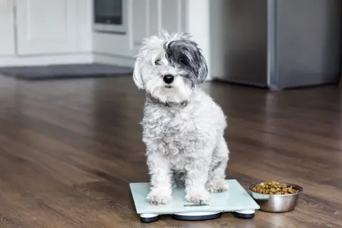 Ein kleiner, flauschiger Hund sitzt auf einer Waage, daneben ein Napf mit Futter. Er ist ein fetter Hund, der abnehmen muss.