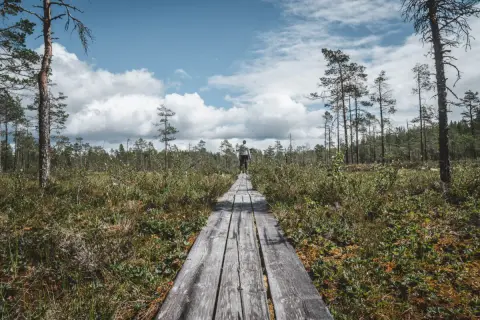 En person går på en träspång genom ett myrlandskap i Hamra nationalpark. Molnen är dramatiska mot den blå himlen.