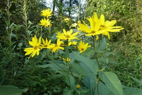 Sonnenblumenähnliche Blüten im Grünen. Vorsicht, Topinambur-Verwechslungsgefahr!