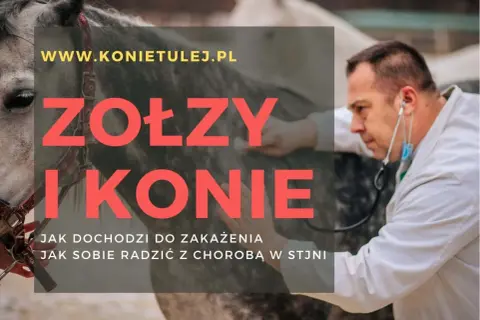 Weterynarz bada konia, który może mieć zołzy. Informacje o zakażeniu i leczeniu.