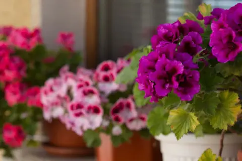 Anginka: Jak pielęgnować pelargonię pachnącą dla zdrowia i zapachu?