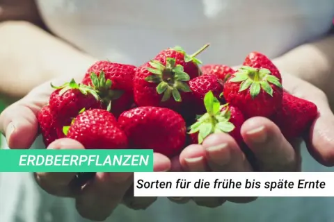 Hände halten frische, rote Erdbeeren. Diese Erdbeeren sind wie kleine Herzblätter, bereit für die Ernte.