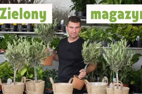 Jak przycinać oliwkę, aby uniknąć błędów i uzyskać zdrowe drzewko