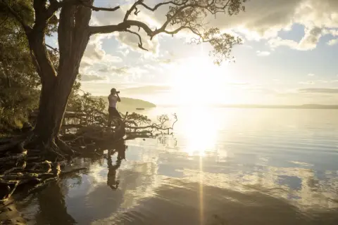 A photographer captures the serene beauty of golden hour by a tree with exposed roots, its branches reaching towards the sunlit water.