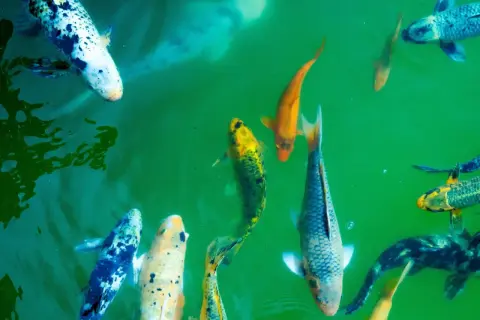 Plusieurs poissons koï aux couleurs vives nagent dans une eau verte. Leur durée de vie peut être impressionnante.