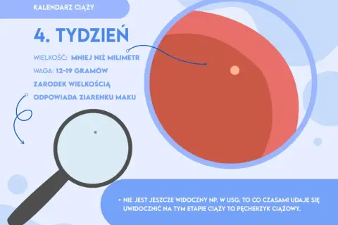 Ciąża w 4 tygodniu: objawy, rozwój płodu i zmiany w organizmie
