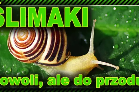 Jak ślimaki się rozmnażają? Odkryj fascynujący proces ich życia