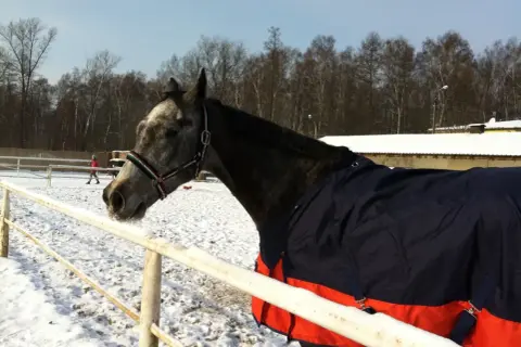 Szarobury koń w derce czeka na trening. W tle śnieżny padok i las.