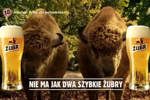 Żubr piwo ile procent - zaskakująca zawartość alkoholu, którą musisz znać