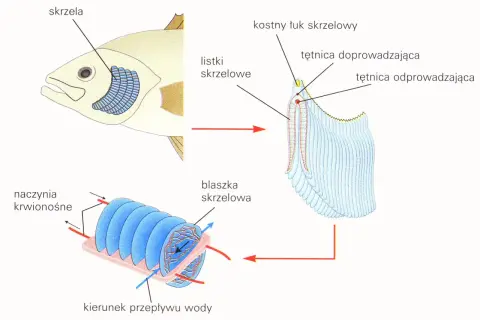 Nigdy więcej nieświeżej ryby! Sprawdź oczy i skrzela