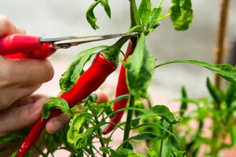 En hand klipper av en röd trinidad chili från en planta.