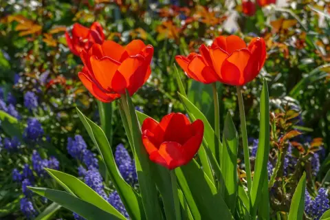 Trzy czerwone tulipany botaniczne rozkwitają wśród niebieskich szafirków i zielonych liści.