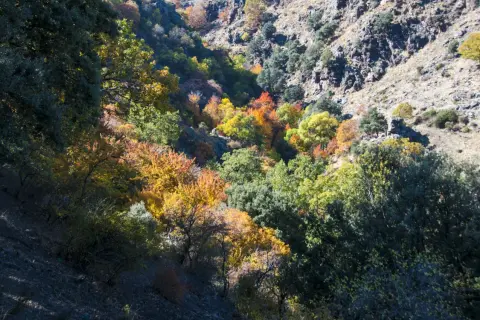 Un **bosque encantado** en Granada se tiñe de ocres y dorados otoñales, con árboles de hoja caduca salpicando la ladera rocosa.