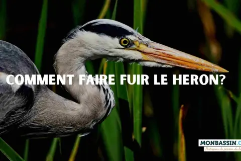 Gris, le héron se tient dans les roseaux. La question "Comment faire fuir le héron ?" est écrite en blanc sur l'image.