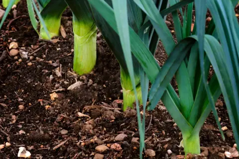 Porri verdi che crescono nel terreno fertile, pronti per essere raccolti.