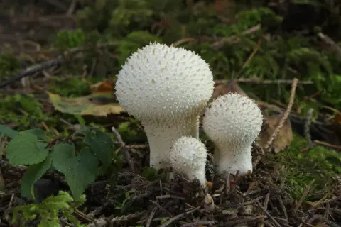 Tres hongos blancos con púas, como un pedo de lobo, crecen en el suelo del bosque cubierto de musgo.