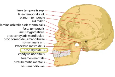Schädelansicht mit Beschriftungen. Der processus styloideus ulnae ist hervorgehoben.