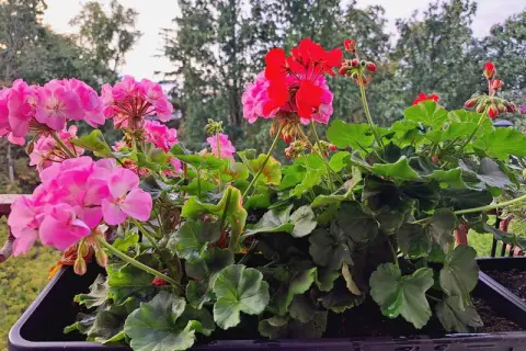 Jaki nawóz do pelargonii, aby zapewnić piękne kwitnienie i zdrowie?