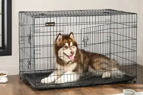 Un grand chien de race Husky est couché dans une cage. Il a l'air content et détendu.