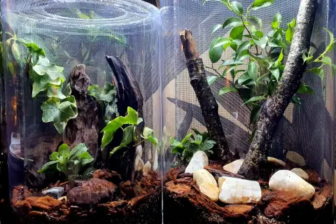 Jak urządzić terrarium dla modliszki, aby zapewnić jej idealne warunki
