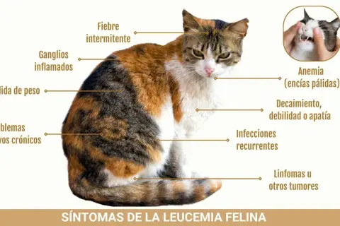 Gato tricolor con síntomas de leucemia felina: fiebre, ganglios inflamados, pérdida de peso, anemia, apatía, infecciones y tumores.