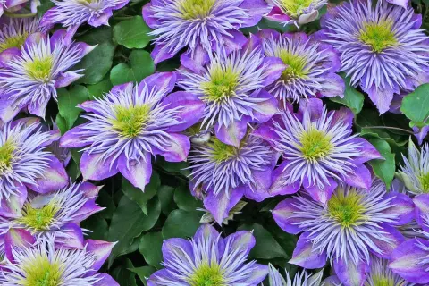 Nahaufnahme von violetten Clematisblüten mit grünen Blättern. Der richtige Zeitpunkt für clematis schneiden ist wichtig für üppiges Wachstum.