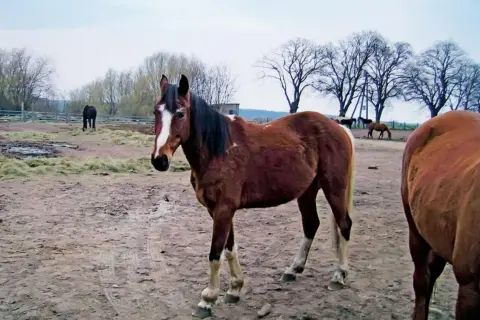Ile kosztuje weterynarz dla konia? Zaskakujące wydatki na opiekę
