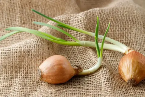 Deux oignons germés sur une toile de jute, prêts à pousser.