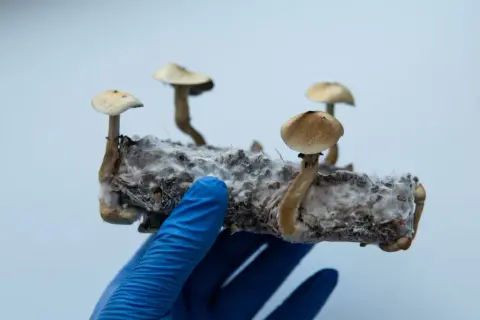 Grzyby psylocybinowe: Zrozum efekty, ryzyka i potencjał terapii