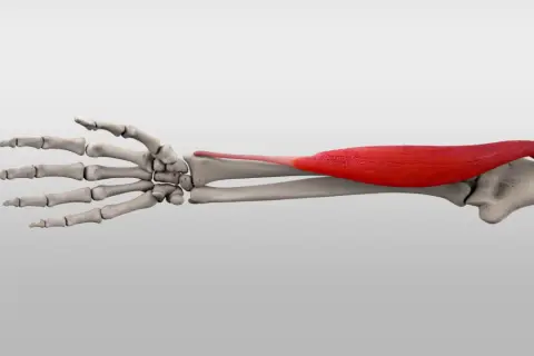 Der rote Muskel brachioradialis spannt sich über dem Unterarmknochen und der Hand.