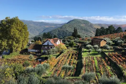 Casas rurales rodeadas de viñedos y olivos en otoño, con colinas verdes al fondo, en la región de Braganza, Portugal.