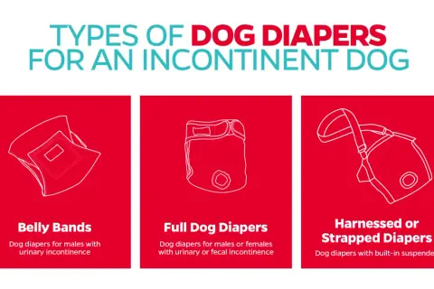 Illustrations de trois types de culottes pour chiens : bande ventrale, culotte complète et culotte à bretelles.