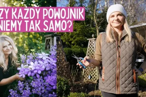 Jak długo kwitnie powojnik? Odkryj sekrety długiego kwitnienia