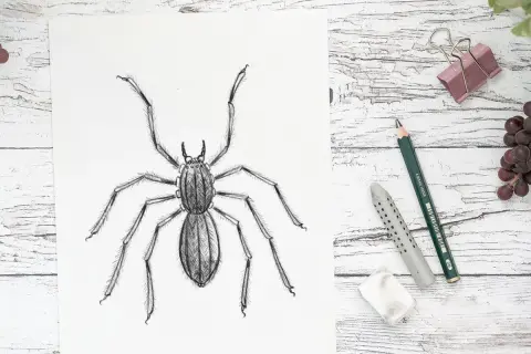 Spinne malen: Einfache Schritt-für-Schritt-Anleitung für Anfänger