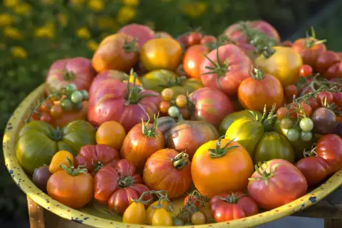 Un cesto pieno di pomodori di ogni colore e forma, un'esplosione di qualità di pomodori freschi e succosi, pronti per essere gustati.