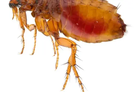 ¿De dónde salen las pulgas si no tengo animales en casa? Sorprendente respuesta