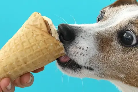 Czy pies może jeść lody? Ten piesek z pewnością chciałby spróbować! Jego oczy błyszczą na widok lodów w wafelku.