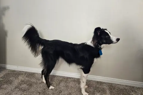 Jak wytresować border collie, aby uniknąć frustracji i problemów